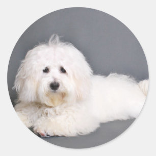 Pegatina Redonda Coton de Tulear - Joci