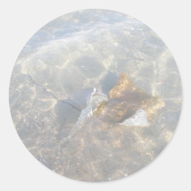 Pegatina Redonda Cownose Stingray OBX Series (Anverso)