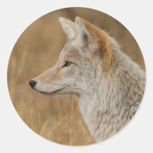 Pegatina Redonda coyote