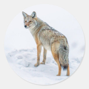 Pegatina Redonda Coyote en alerta en la nieve