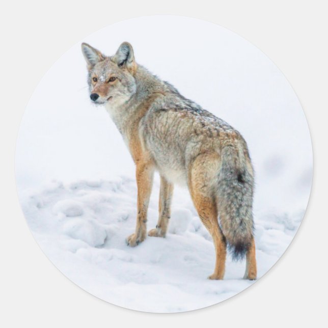 Pegatina Redonda Coyote en alerta en nieve (Anverso)