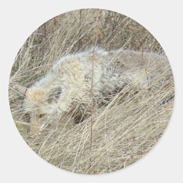 Pegatina Redonda Coyote R13 en grano alto (Anverso)