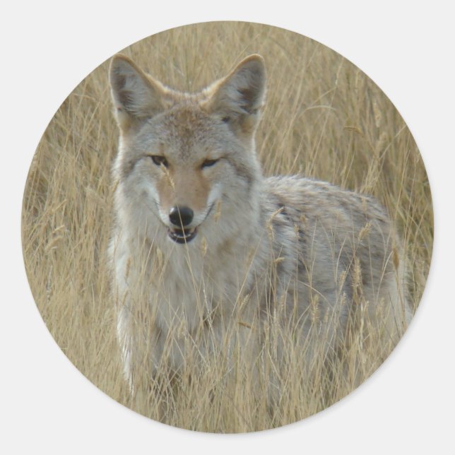 Pegatina Redonda Coyote R2 en grano alto (Anverso)