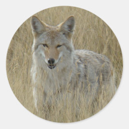 Pegatina Redonda Coyote R2 en hierba alta