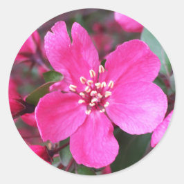 Pegatina Redonda Crabapple de floración rosa