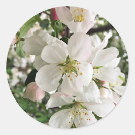Pegatina Redonda Crabapple floreciente