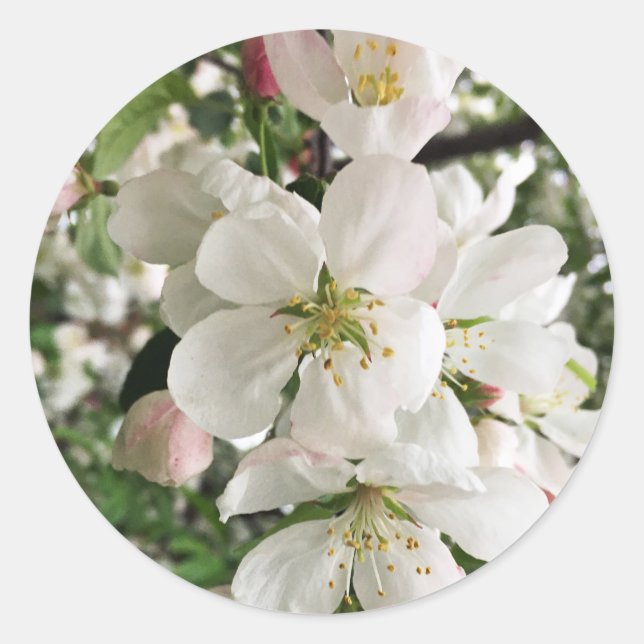 Pegatina Redonda Crabapple floreciente (Anverso)