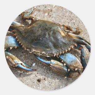 Pegatina Redonda Crawling de cangrejo azul