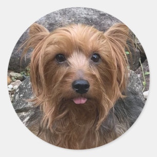 Pegatina Redonda Crea tu propio Mascota de Personalizado de fotos d