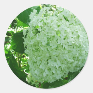 Pegatina Redonda Creamy White Annabelle Hydrangea Flower Pegatinas