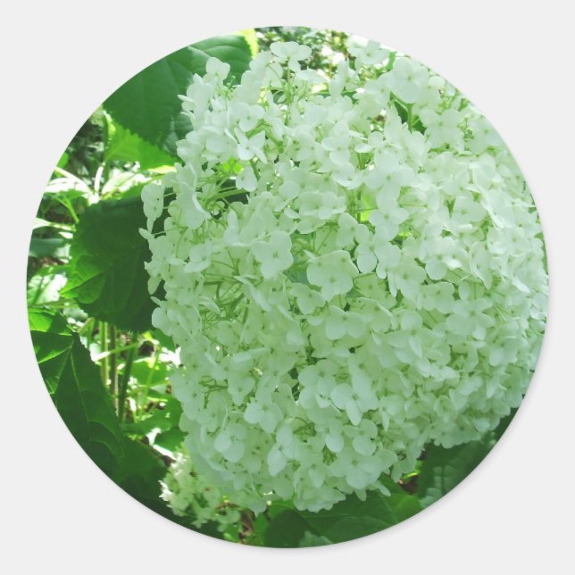 Pegatina Redonda Creamy White Annabelle Hydrangea Flower Pegatinas (Anverso)