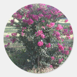 Pegatina Redonda Crepe Myrtle