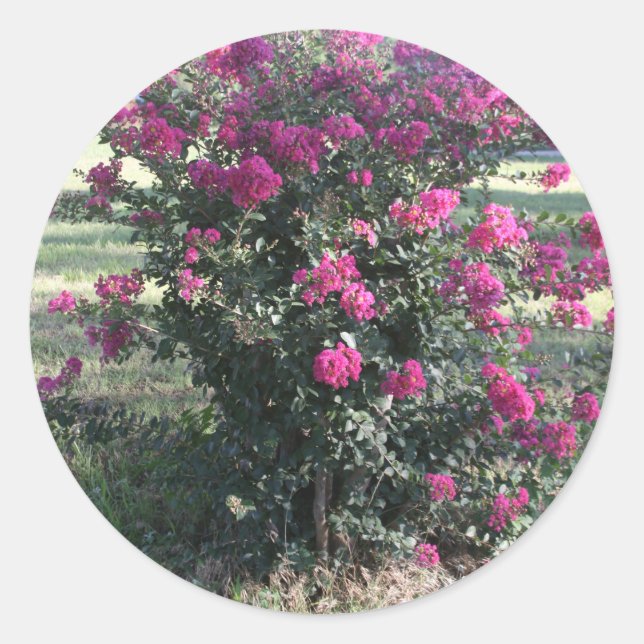 Pegatina Redonda Crepe Myrtle (Anverso)