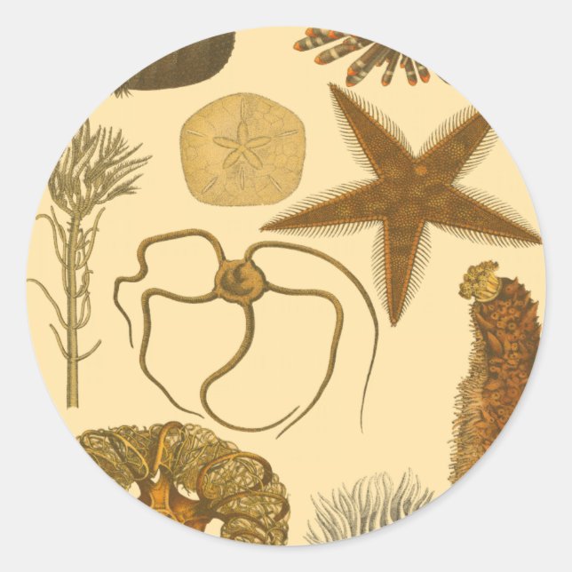 Pegatina Redonda Criaturas submarinas (Anverso)