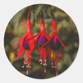 Pegatina Redonda Crimson Fuchsia Trio Pegatinas