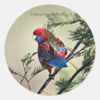 Crimson Rosella Parrot,