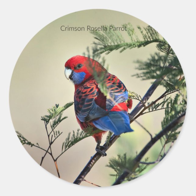 Pegatina Redonda Crimson Rosella Parrot, (Anverso)