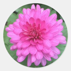 Pegatina Redonda Crisantemos Florales Rosa Brillante 