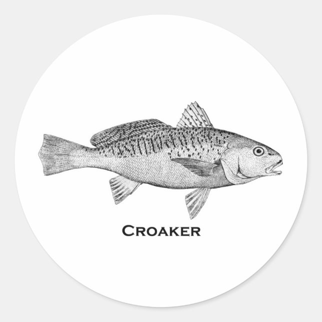 Pegatina Redonda Croaker Fish (Anverso)