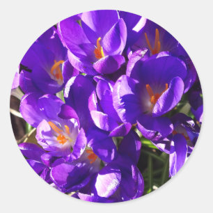 PEGATINA REDONDA CROCUS DE PRIMAVERA
