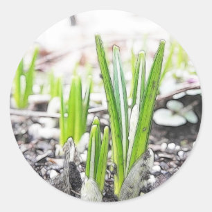 Pegatina Redonda Crocus Sbrots In The Spring Garden