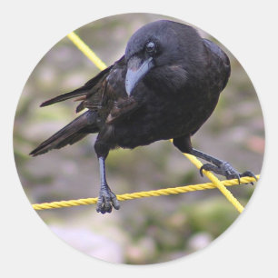 Pegatina Redonda Crow en la encrucijada