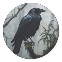 Crow en un árbol