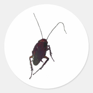 Pegatina Redonda Crunchy Cockroach
