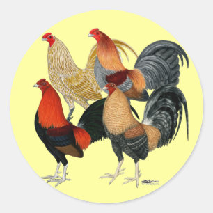 Pegatina Redonda Cuatro gallos de pelea
