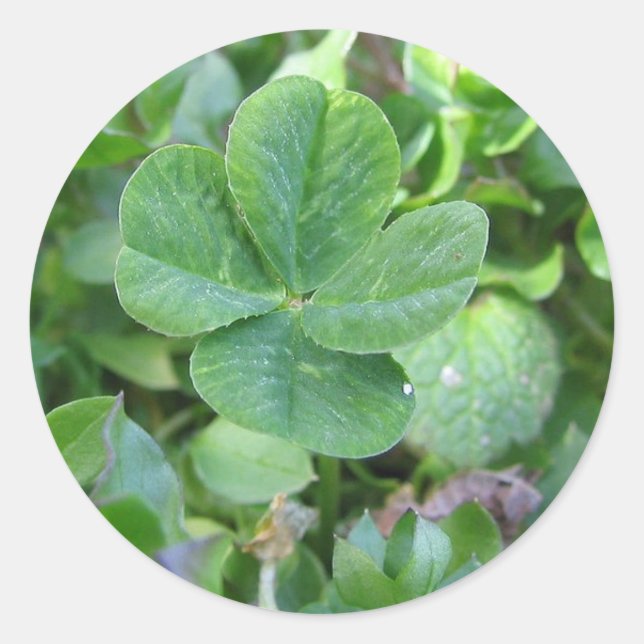 Pegatina Redonda Cuatro trébol de hojas (Anverso)