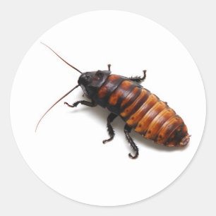 Pegatina Redonda Cucaracha