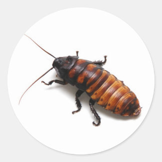 Pegatina Redonda Cucaracha