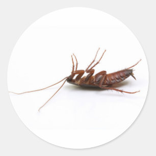 Pegatina Redonda Cucaracha muerta