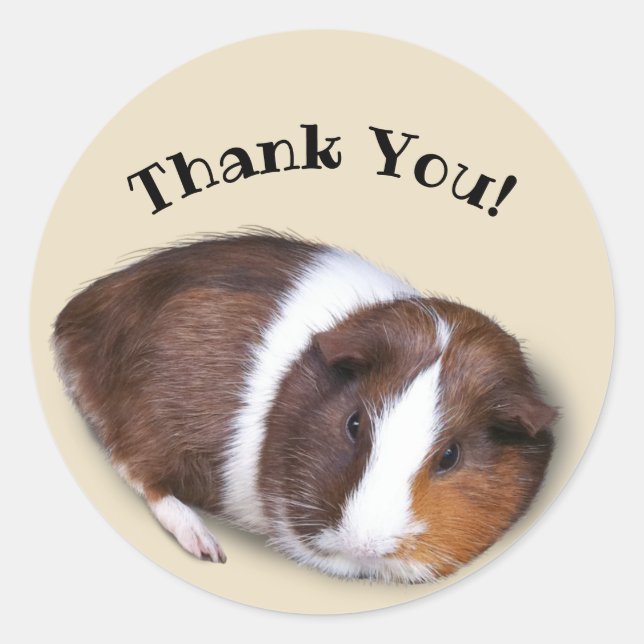 Pegatina Redonda Cuidad de Guinea Pig Gracias (Anverso)