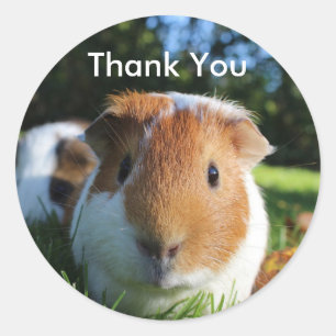 Pegatina Redonda Cuidad de Guinea Pig Gracias