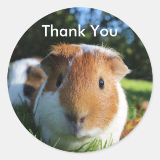 Pegatina Redonda Cuidad de Guinea Pig Gracias