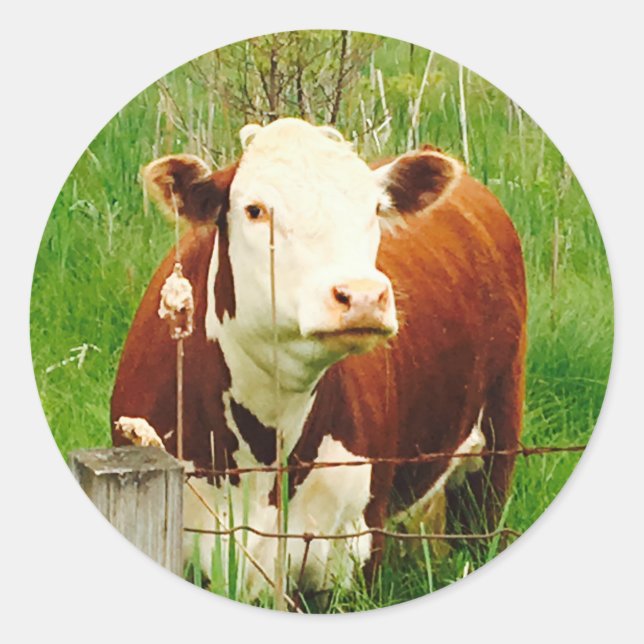 Pegatina Redonda Cuidadosamente vaca 4Carla (Anverso)