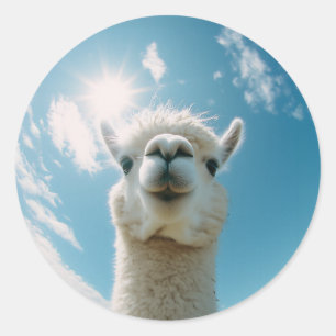 Pegatina Redonda Curiosa Alpaca bajo el sol