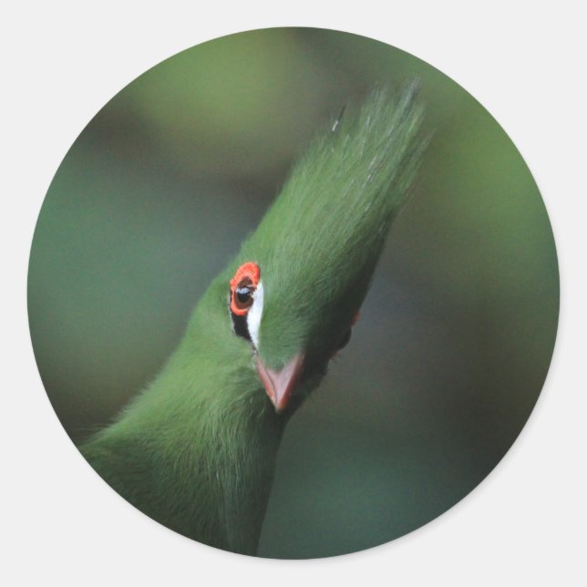 Pegatina Redonda Curioso curioso Guinea Turaco Ave Verde (Anverso)