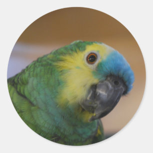 Pegatina Redonda Curious Parrot