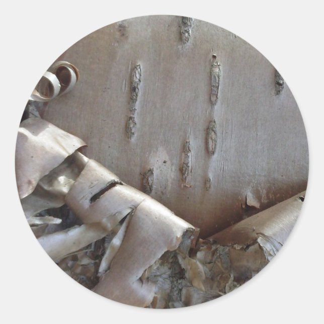 Pegatina Redonda Curly Birch Bark Tree Rustic (Anverso)