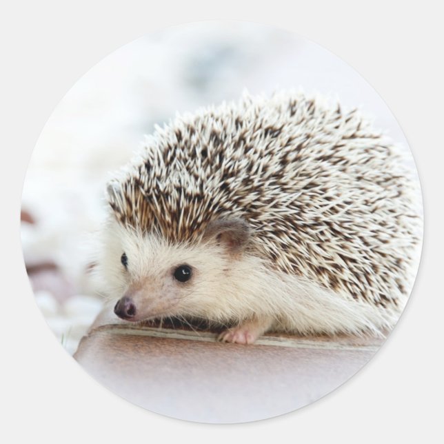 Pegatina Redonda Cute Baby Hedgehog (Anverso)