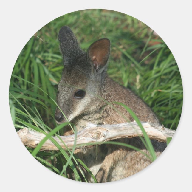Pegatina Redonda Cute Baby Wallaby (Anverso)