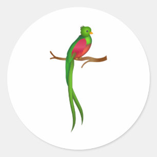 Pegatina Redonda Cute bird Quetzal