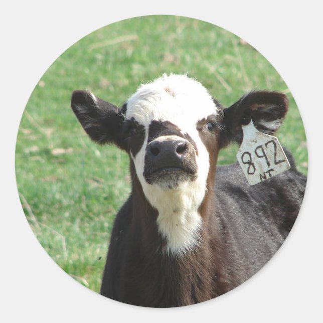 Pegatina Redonda Cute Calf (Anverso)