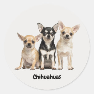 Pegatina Redonda Cute Chihuahua