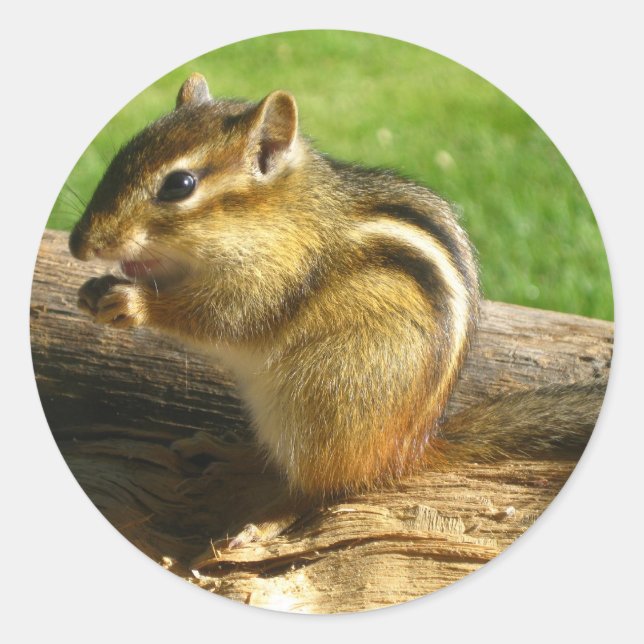 Pegatina Redonda Cute Chipmunk (Anverso)