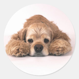 Pegatina Redonda Cute Cocker Spaniel