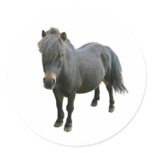 Cute Dartmoor Pony