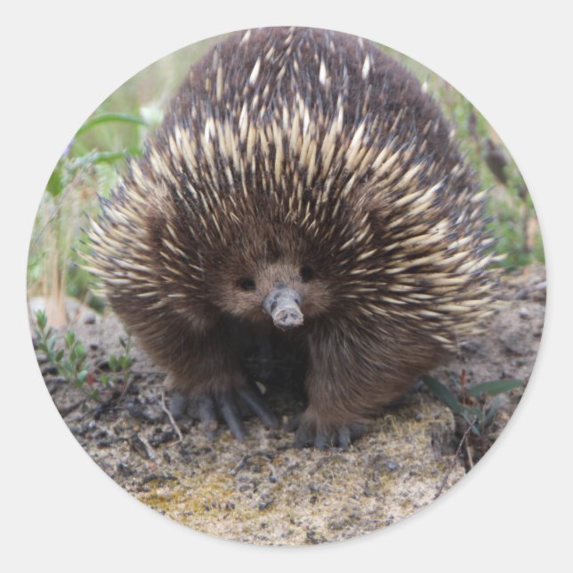 Pegatina Redonda Cute Echidna de Australia (Anverso)